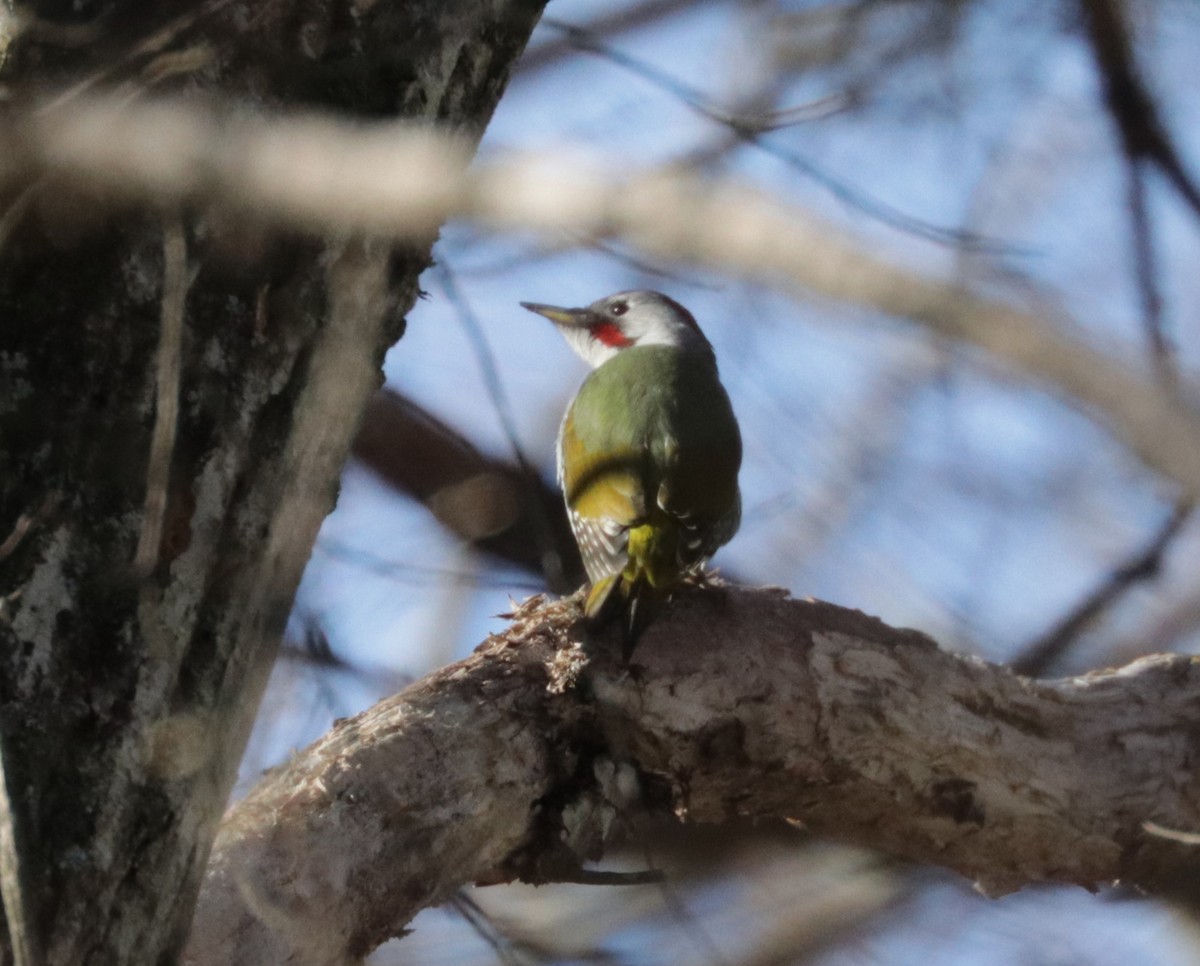 Japanese Woodpecker - ML614976950