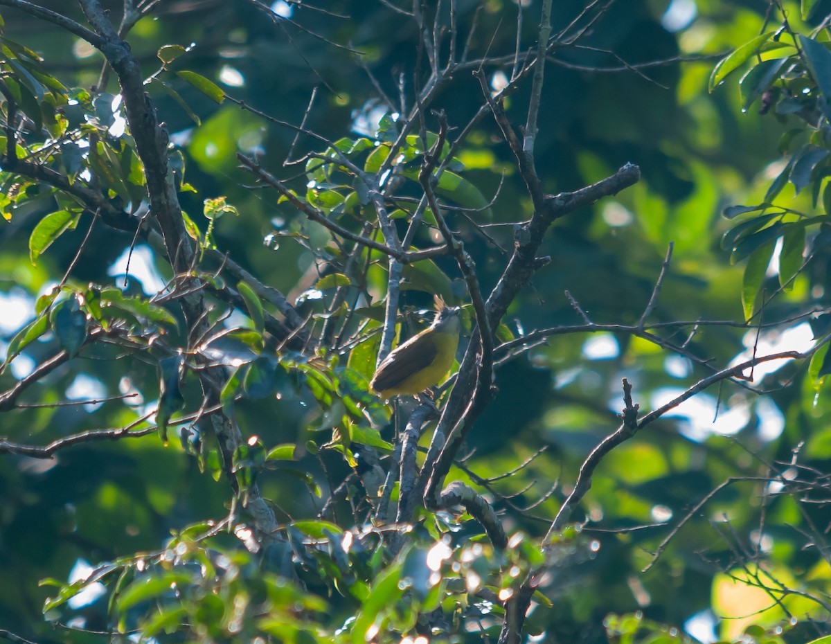 White-throated Bulbul - Arun Raghuraman