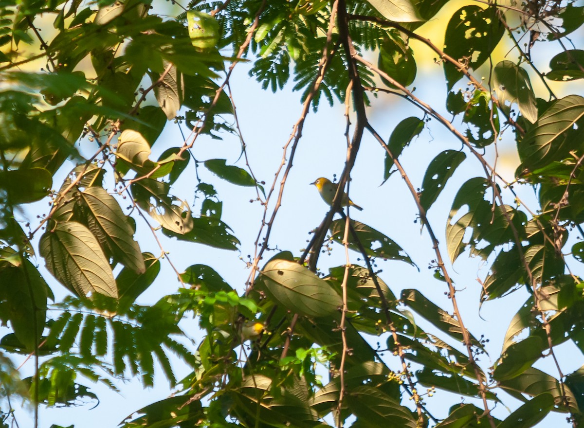 Indian White-eye - Arun Raghuraman