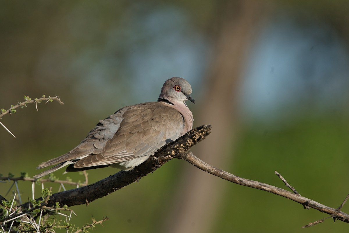 Mourning Collared-Dove - ML614976983