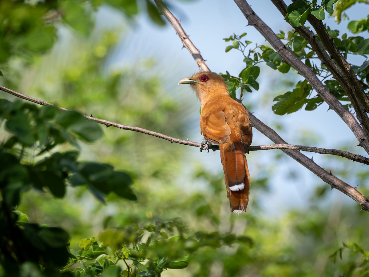 Squirrel Cuckoo - ML614977055