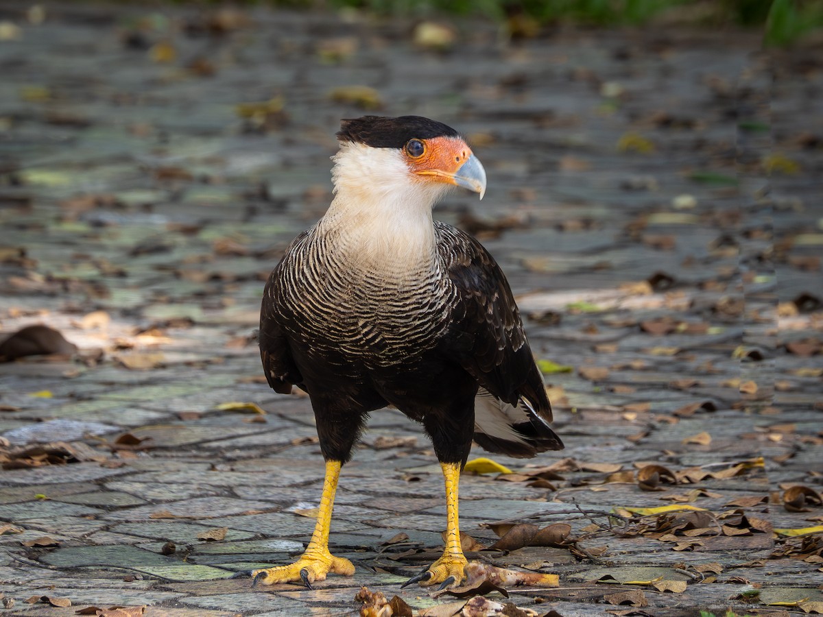 Crested Caracara - ML614977063