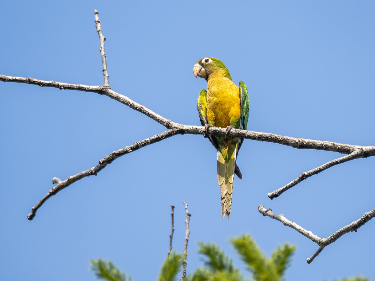 Cactus Parakeet - ML614977065