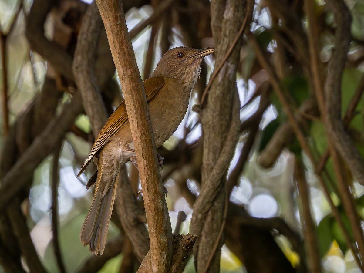 Pale-breasted Thrush - ML614977072