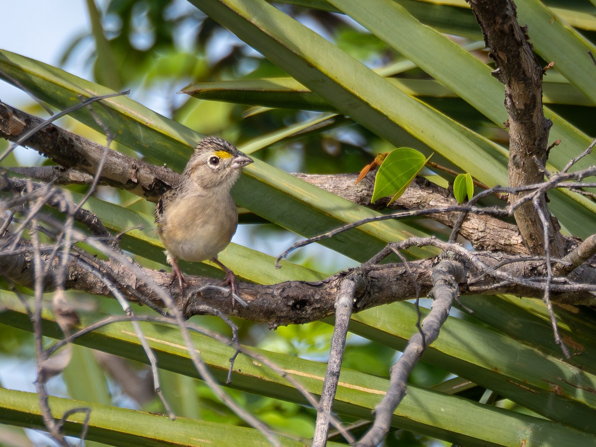 Grassland Sparrow - ML614977073