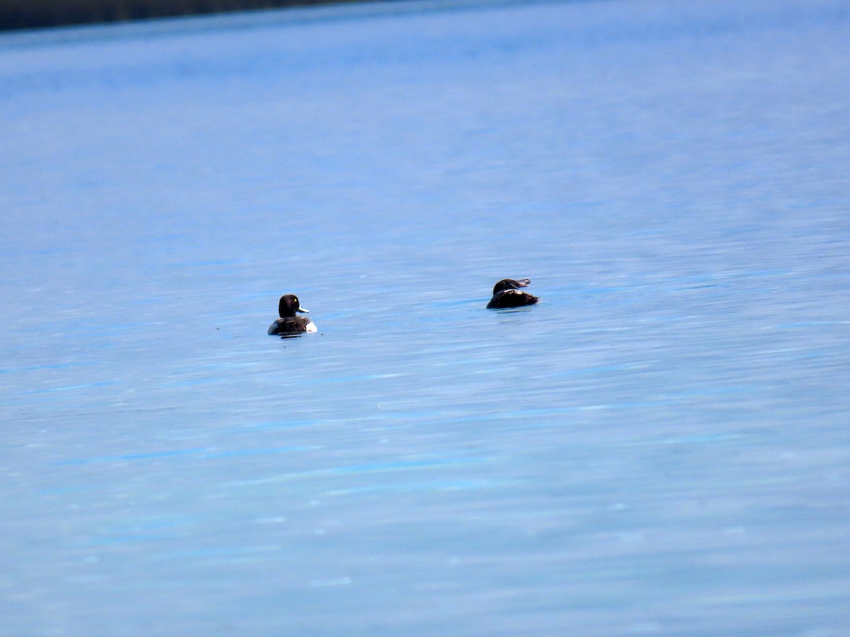 Lesser Scaup - ML614977132