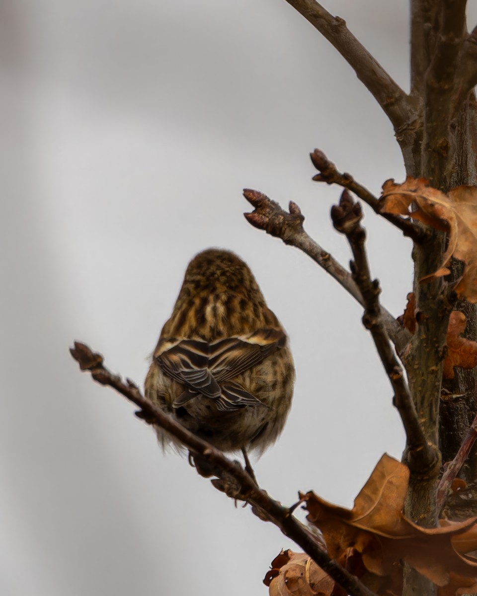 Lesser Redpoll - Michał Grądcki