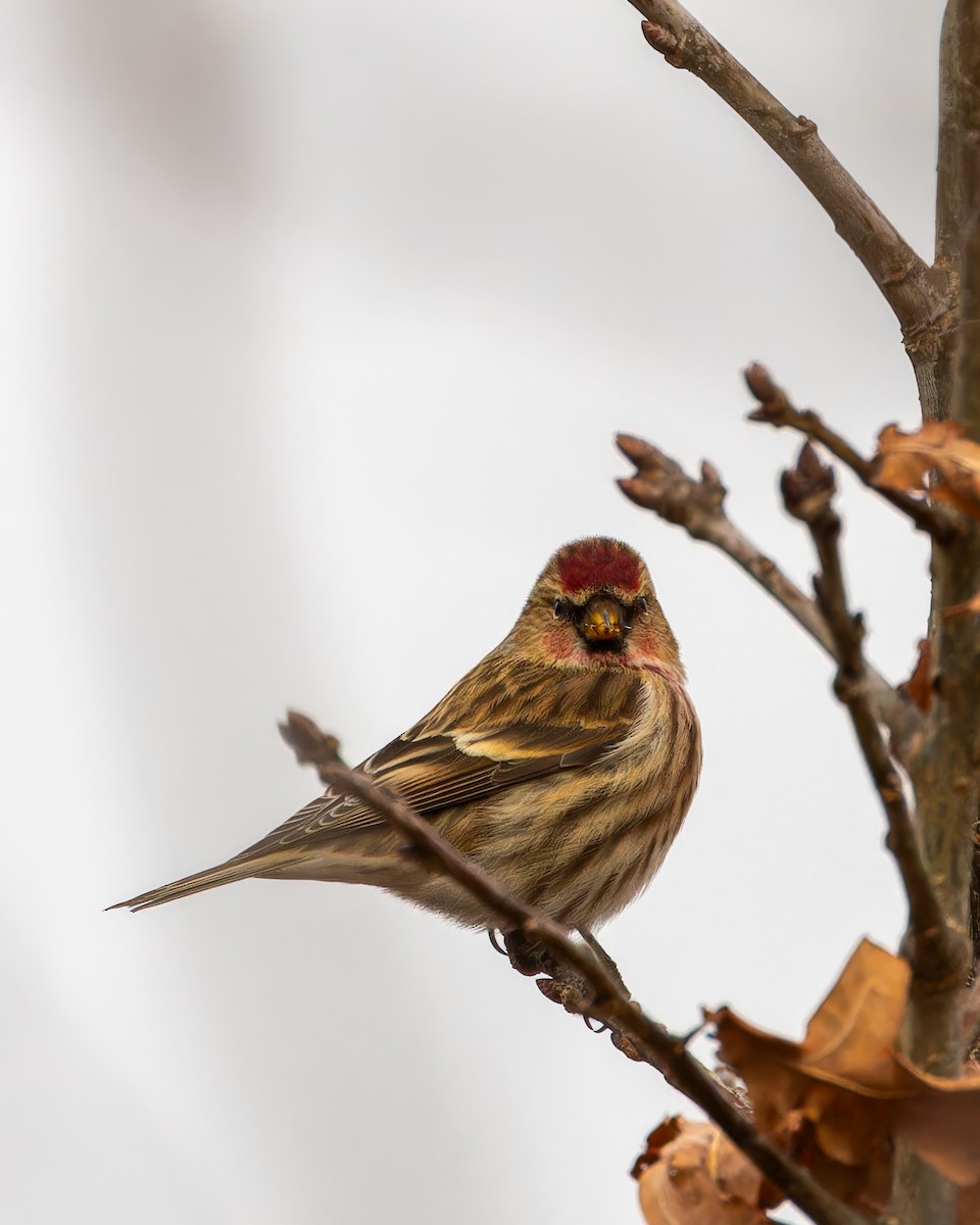 Lesser Redpoll - Michał Grądcki