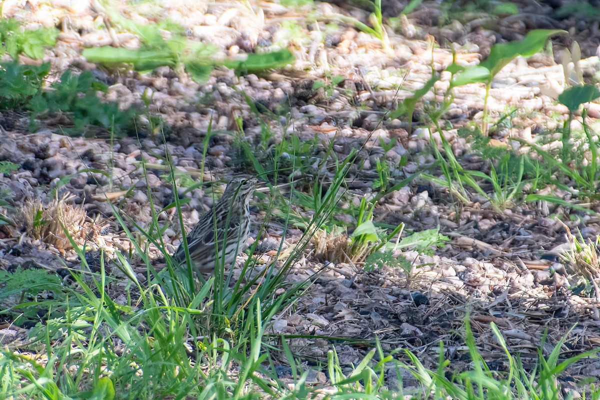 heipiplerke - ML614977234