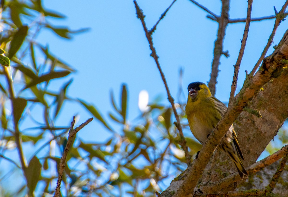 grønnsisik - ML614977238