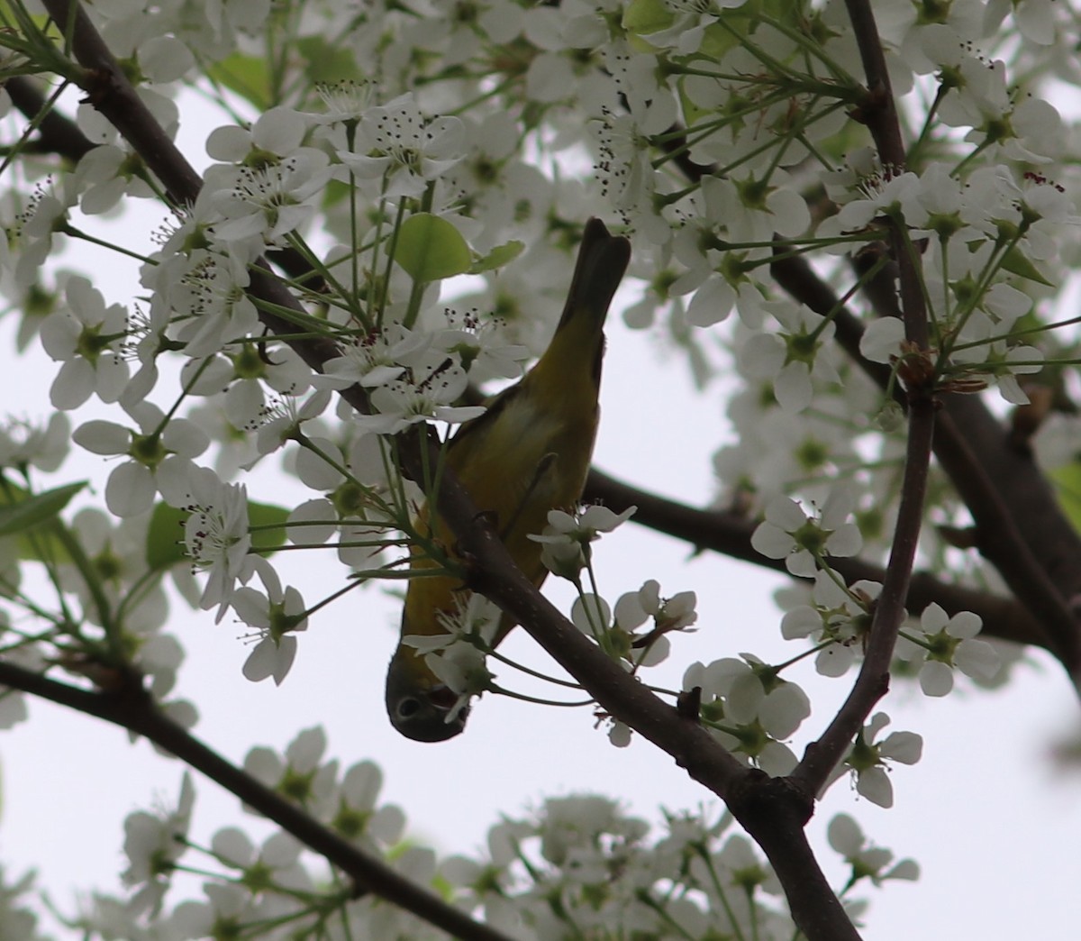 Nashville Warbler - ML614977240