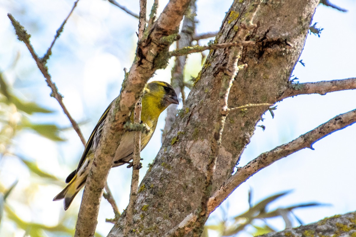 grønnsisik - ML614977262