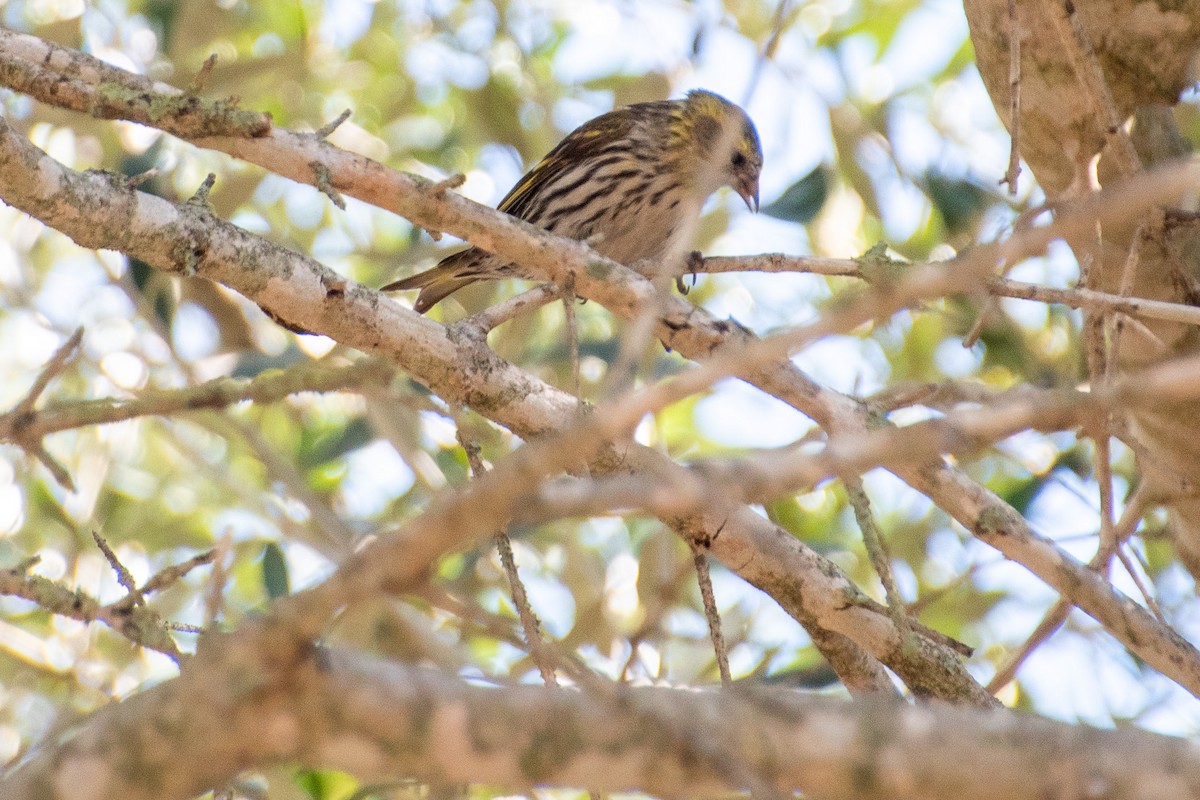 grønnsisik - ML614977267