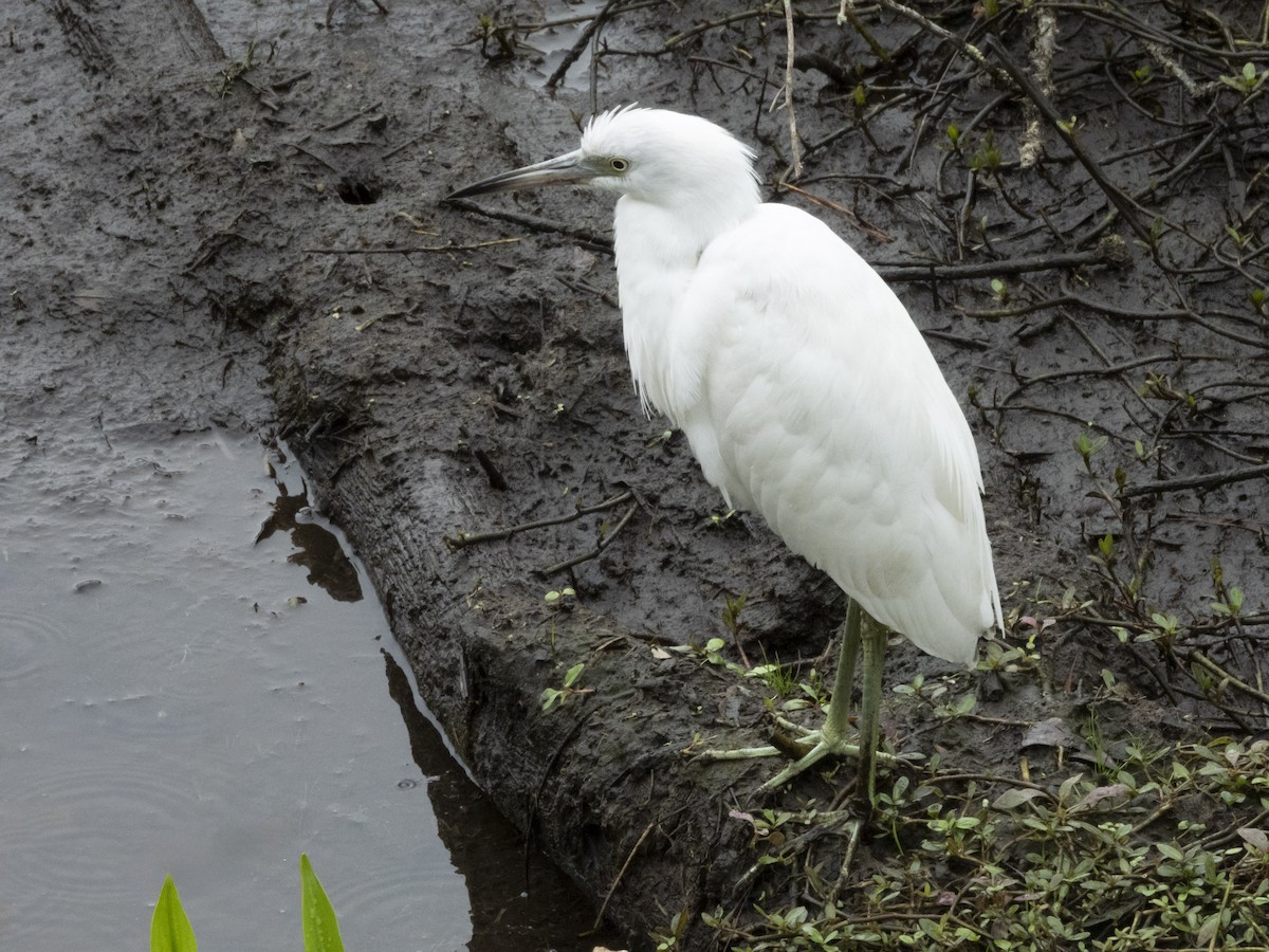 Little Blue Heron - ML614977359