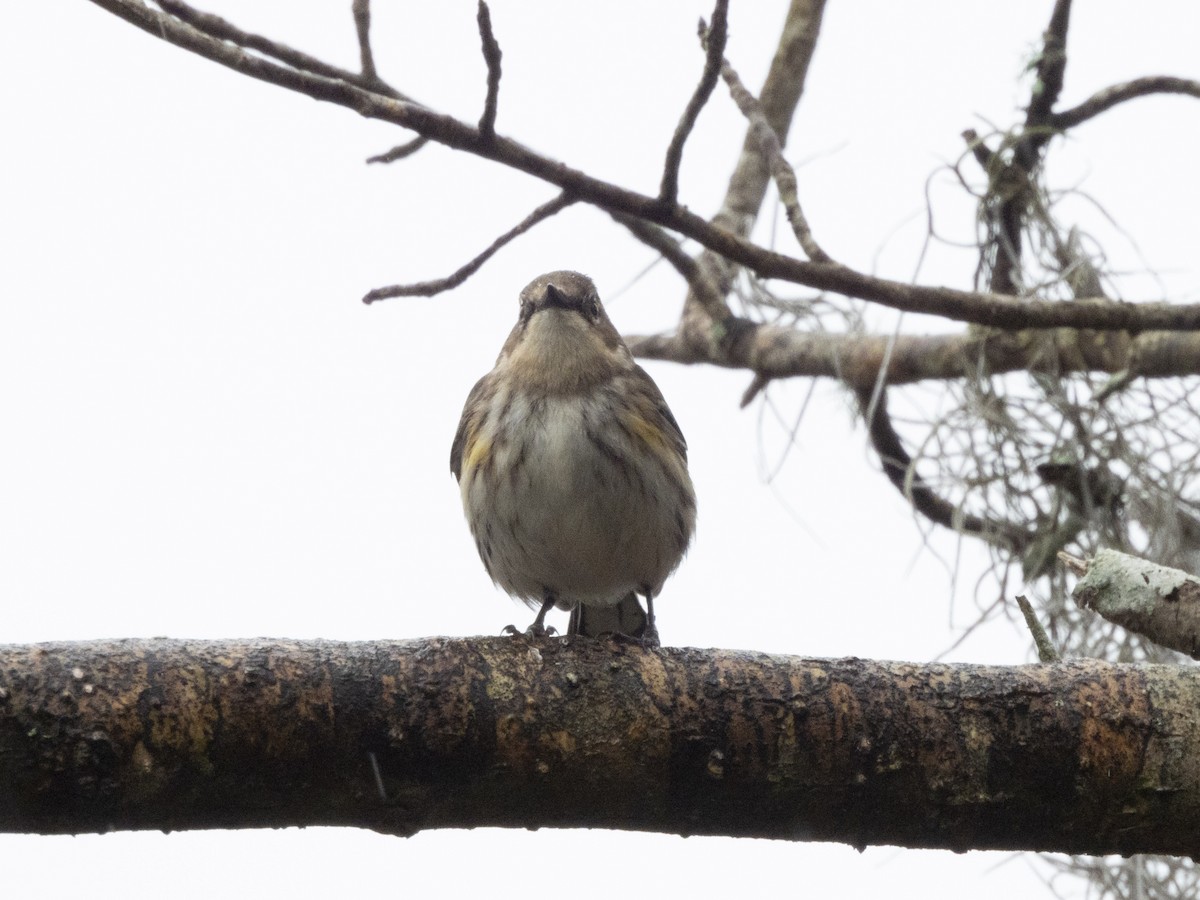 Yellow-rumped Warbler - ML614977364