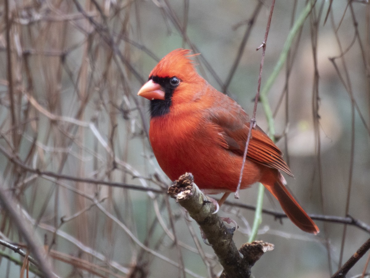 Northern Cardinal - ML614977368