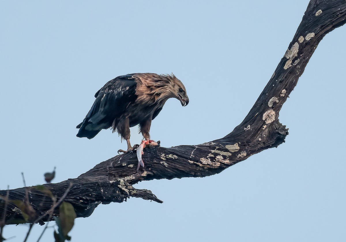 Pallas's Fish-Eagle - Anonymous