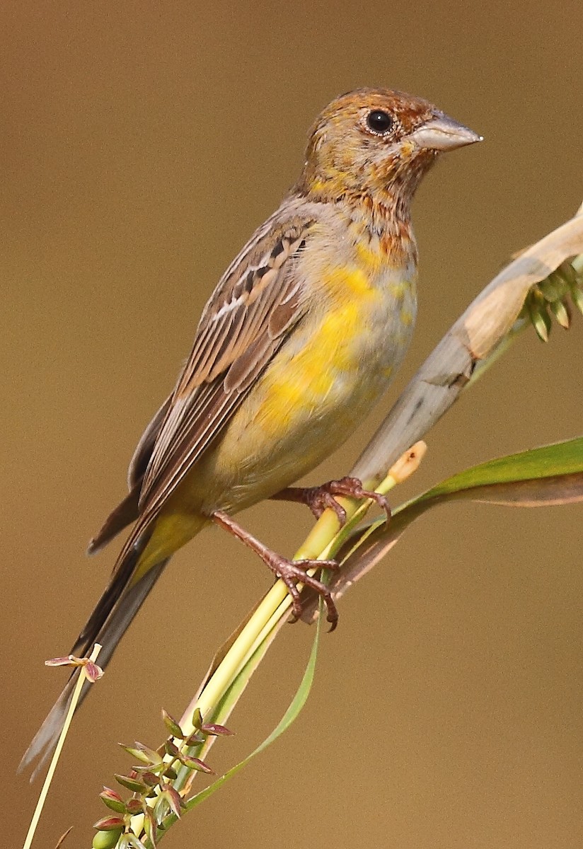 Red-headed Bunting - ML614977459