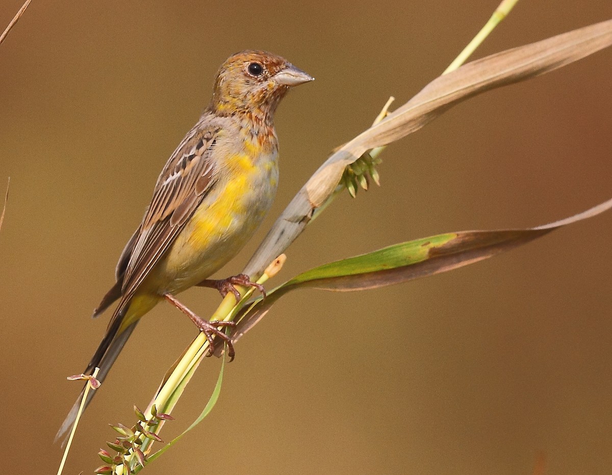 Red-headed Bunting - ML614977460
