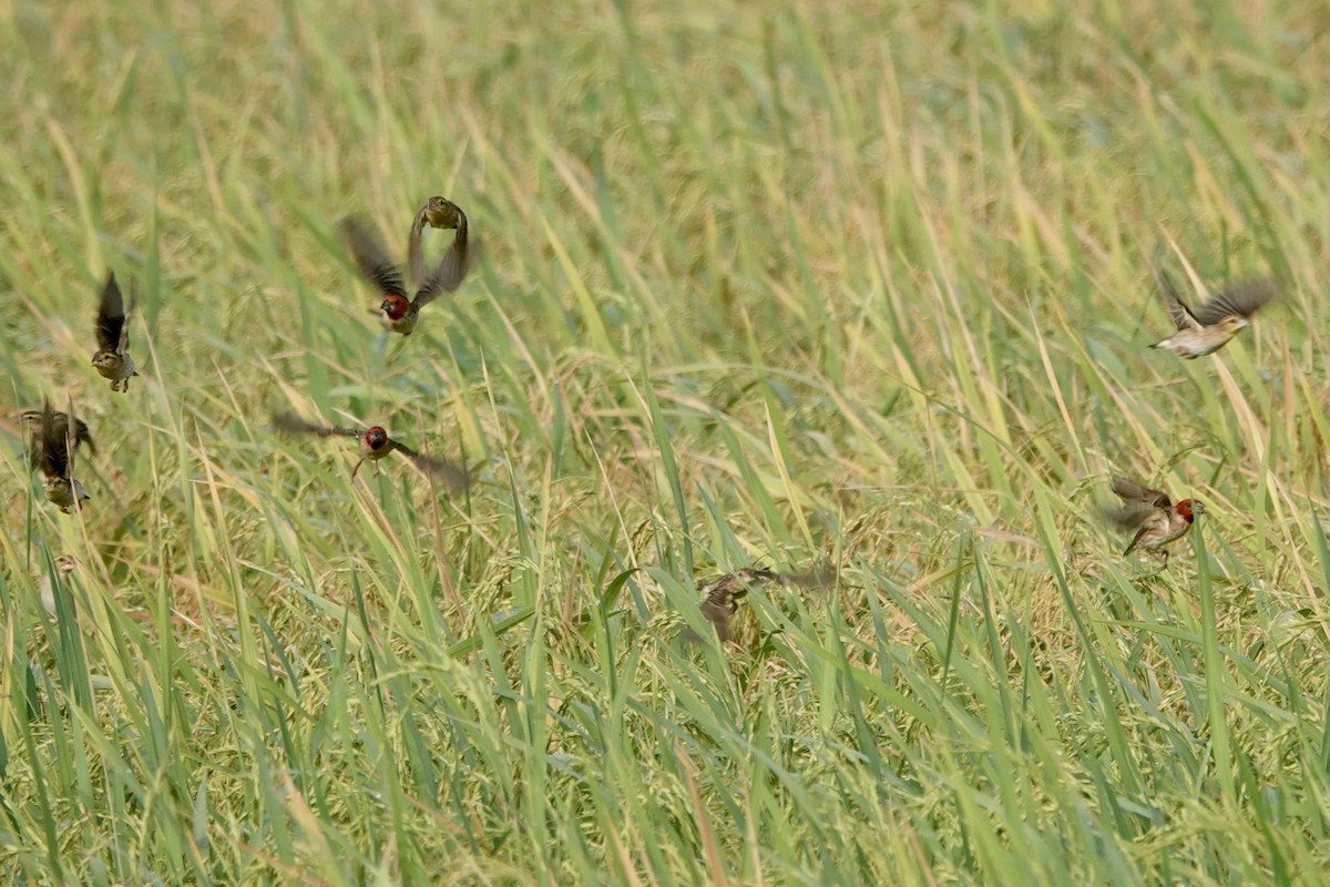 Red-headed Quelea - ML614977565