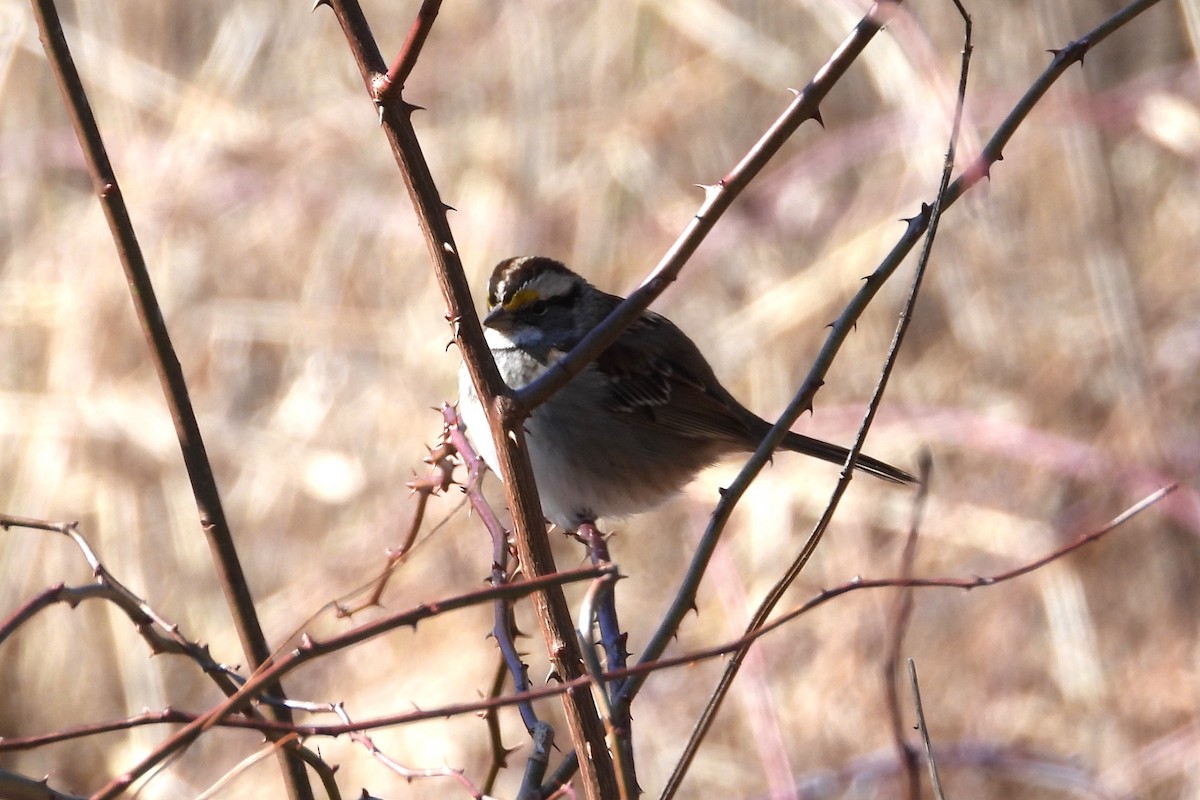 White-throated Sparrow - ML614977571