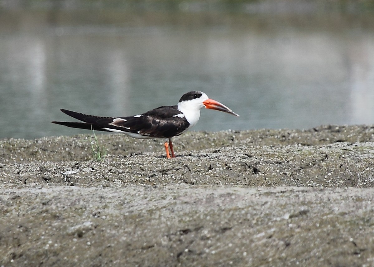 Indian Skimmer - Krishnan Sivasubramanian