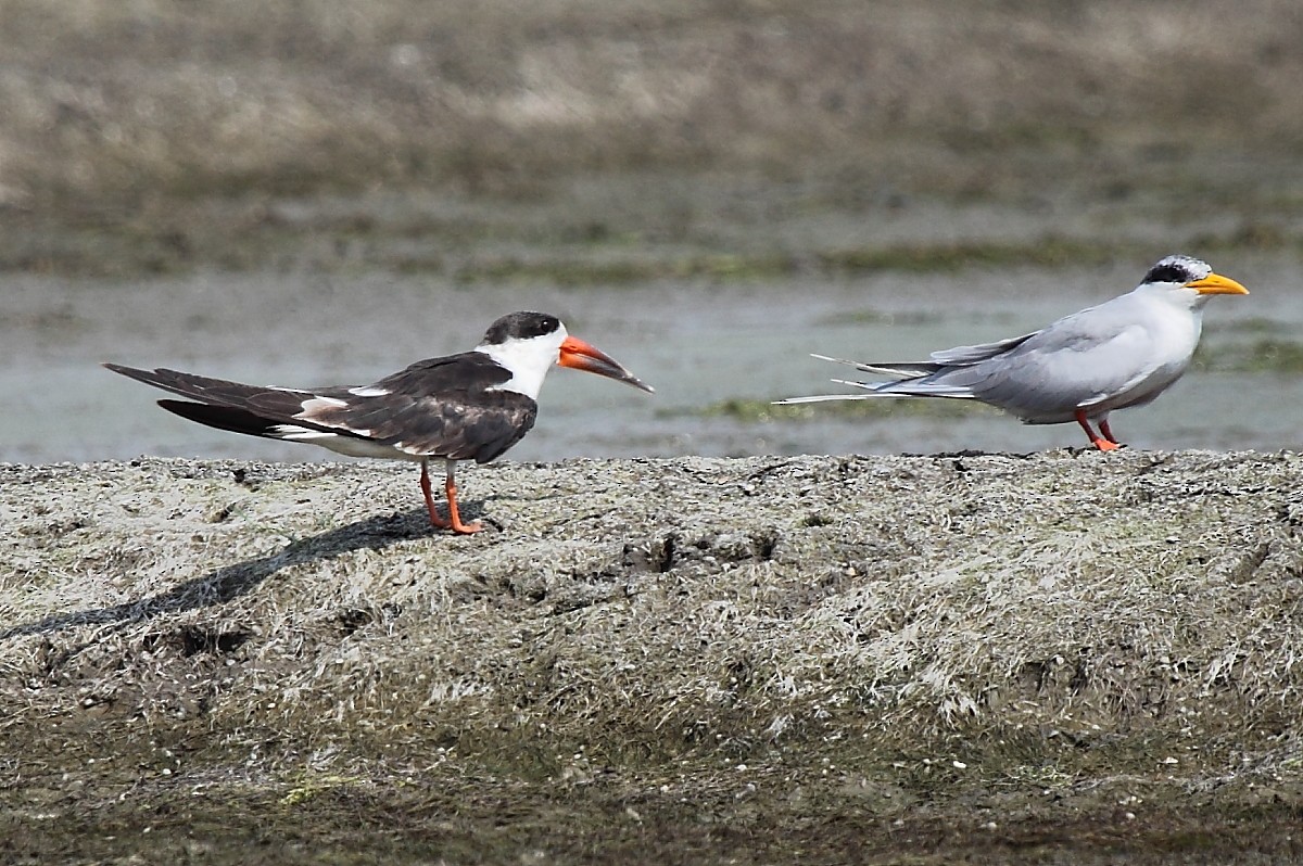 Indian Skimmer - ML614977625