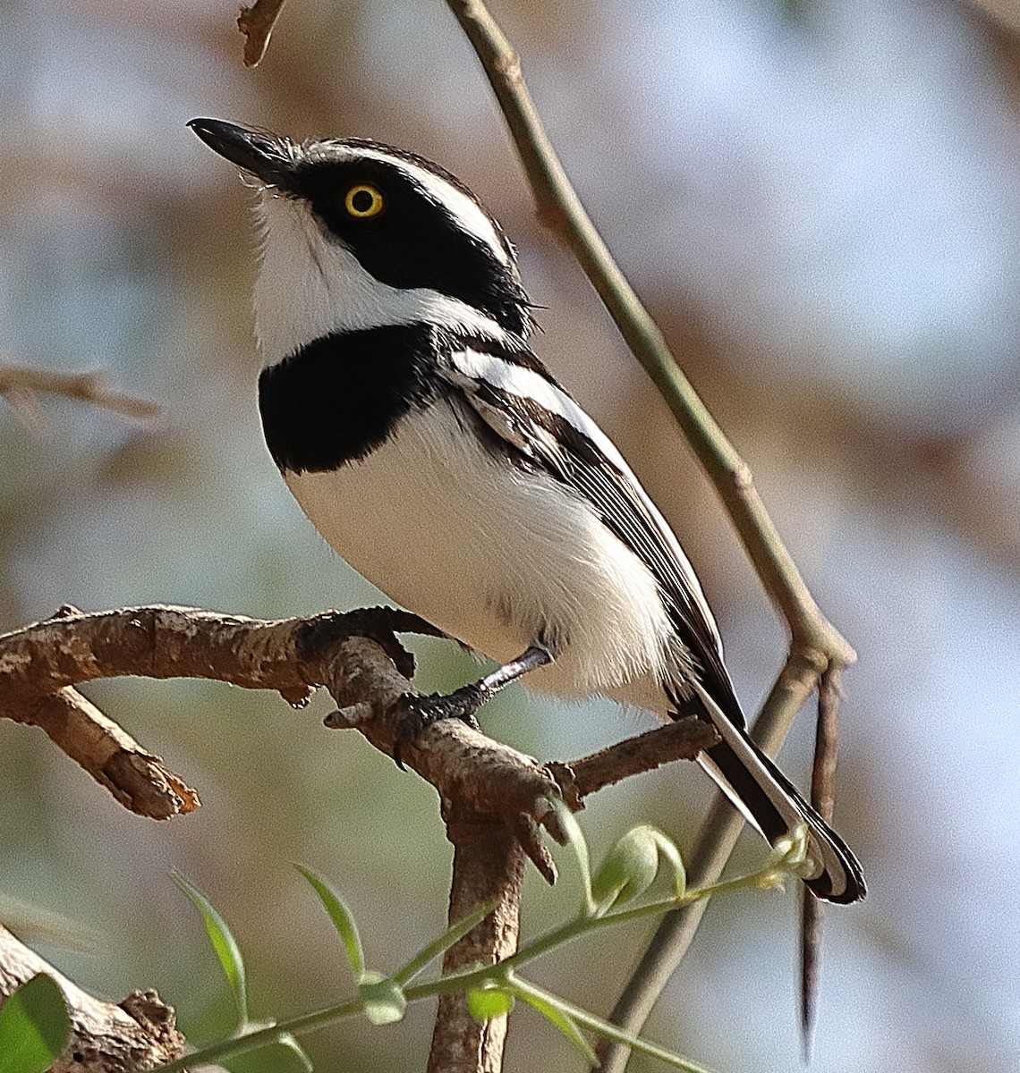 Senegal Batis - ML614977773