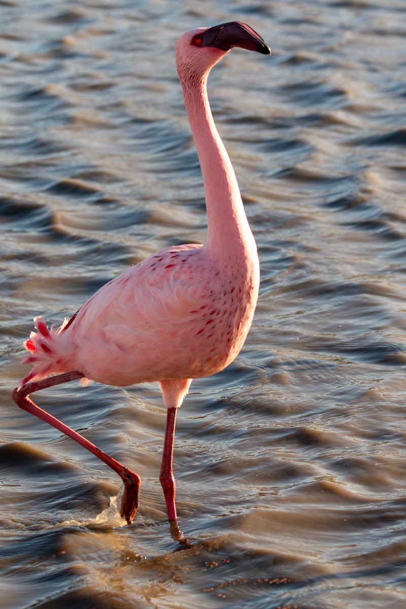 Lesser Flamingo - ML614977776