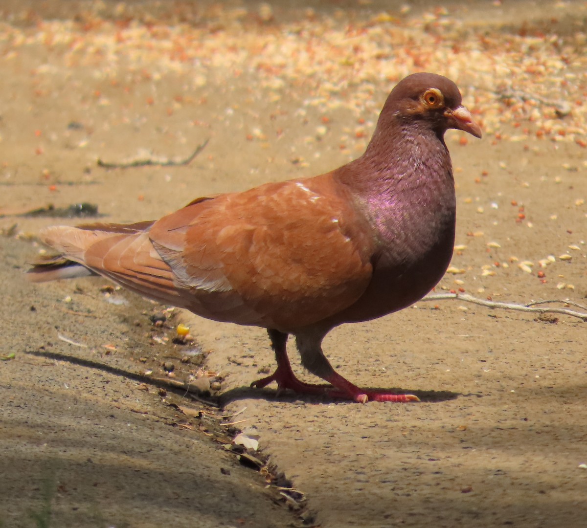 Rock Pigeon (Feral Pigeon) - ML614977819