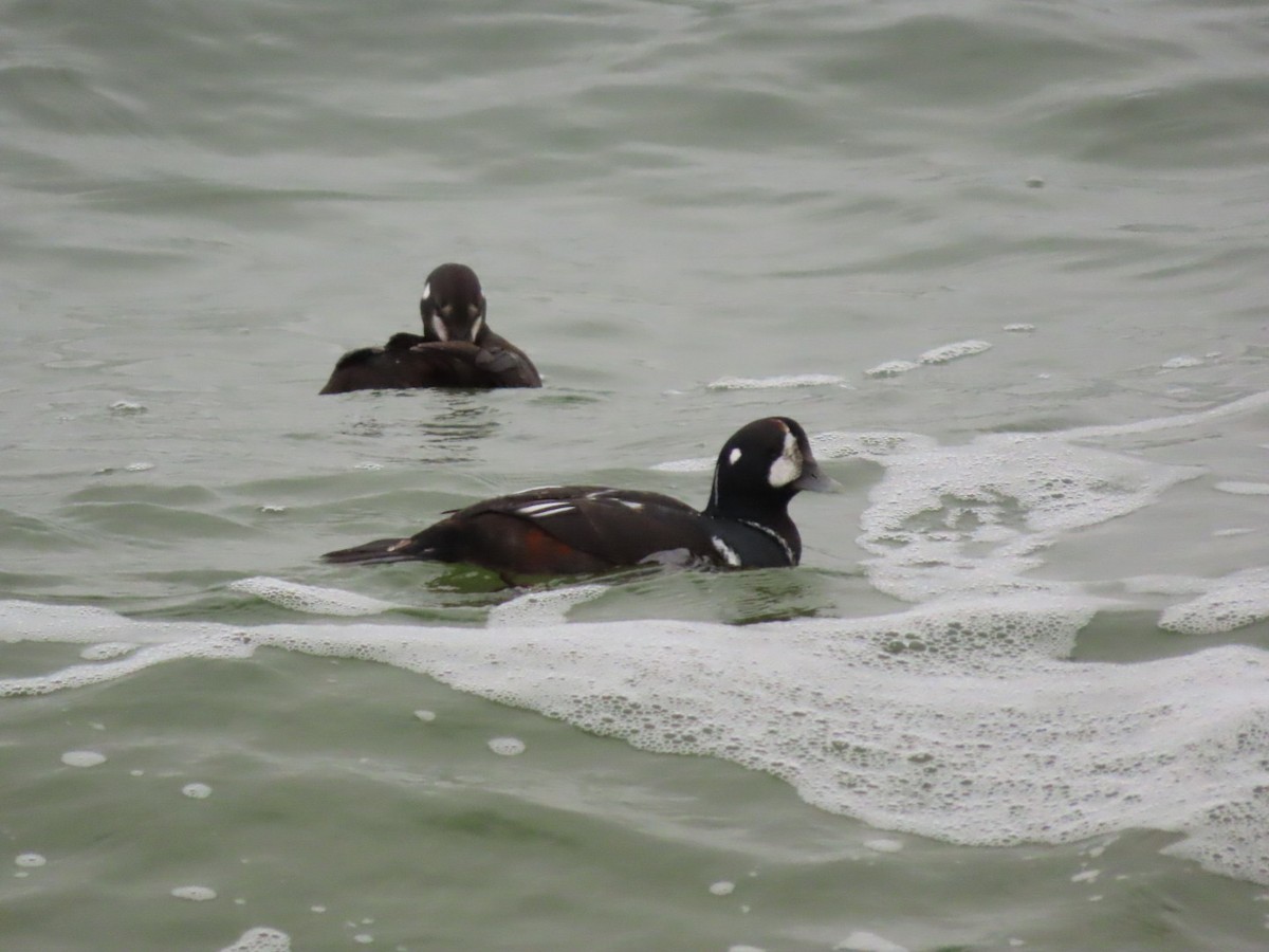 Harlequin Duck - ML614977839