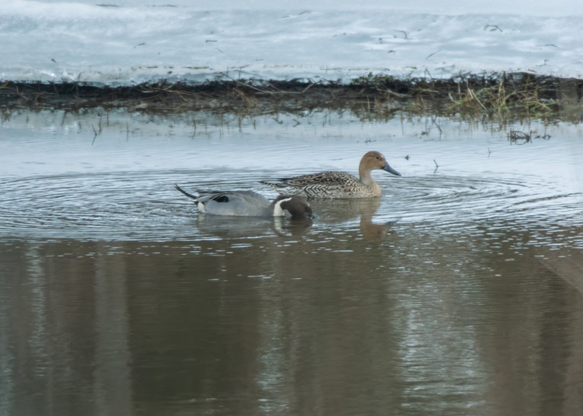 Northern Pintail - Christopher Laplante