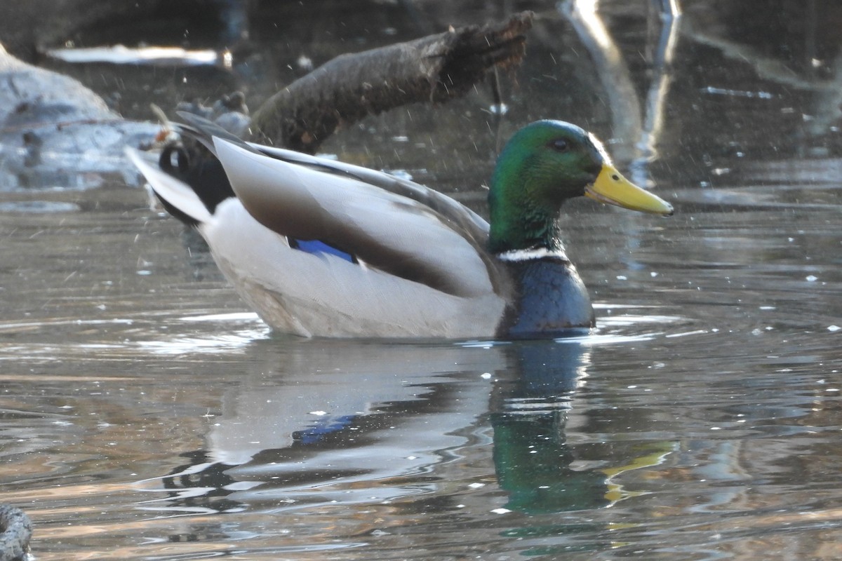 Mallard - ML614977919