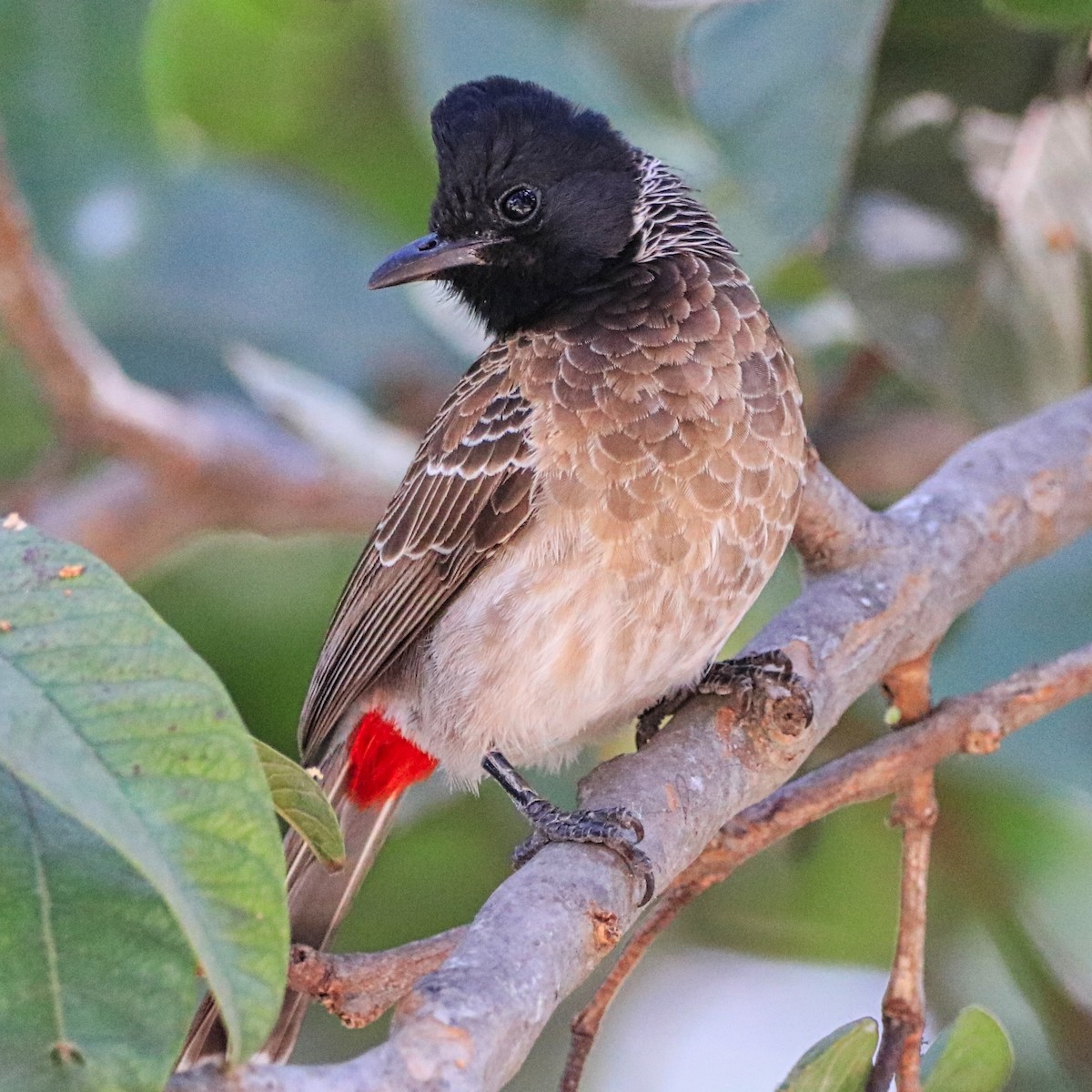 Bulbul à ventre rouge - ML614977943