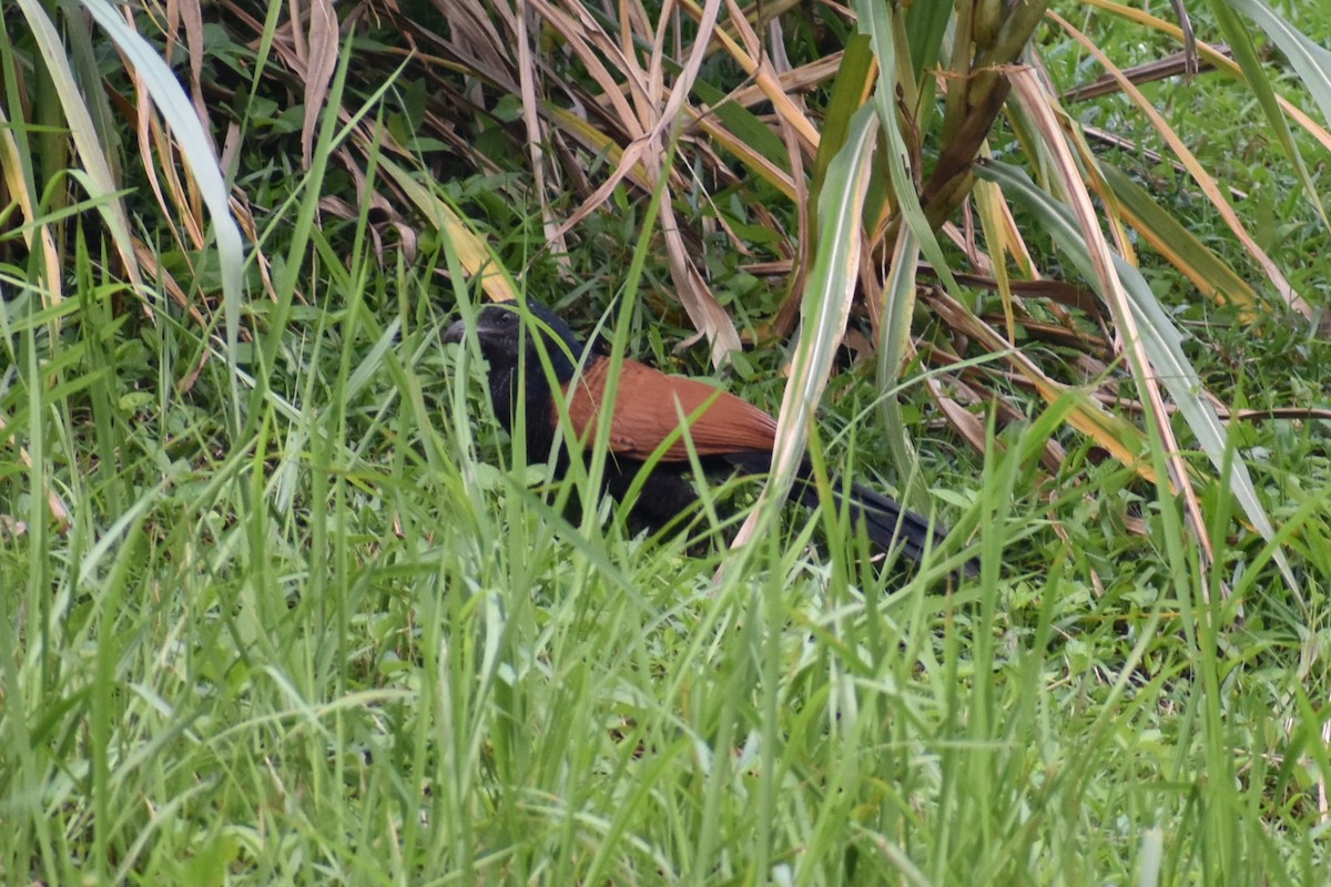 Lesser Coucal - John Marriott