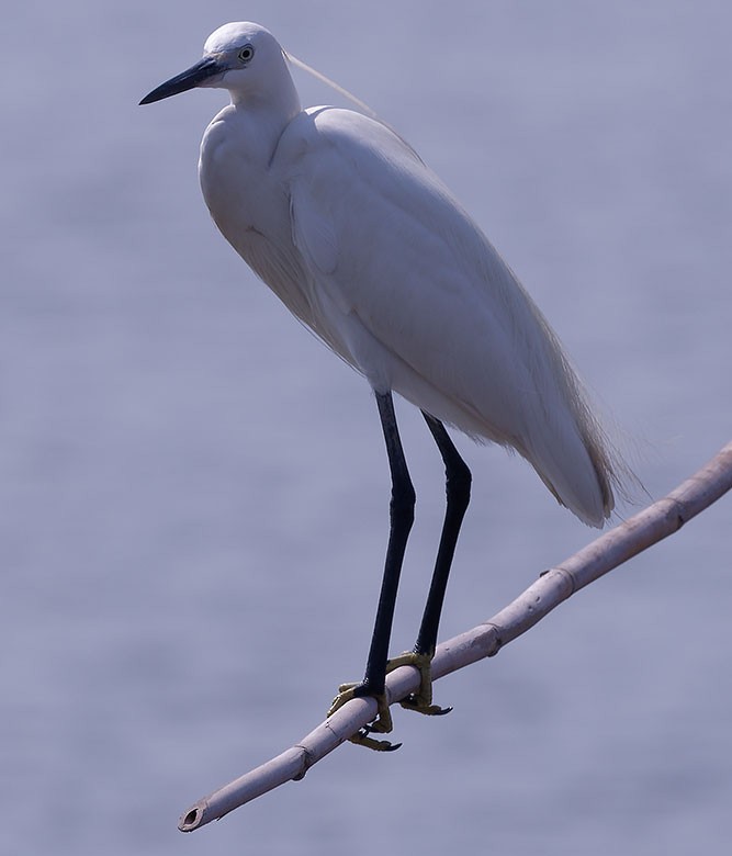 Little Egret - ML614978009