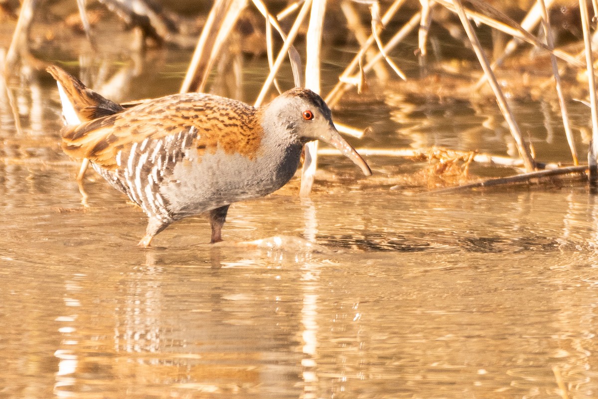 Water Rail - ML614978012