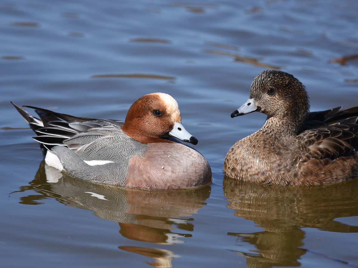 Canard siffleur - ML614978032