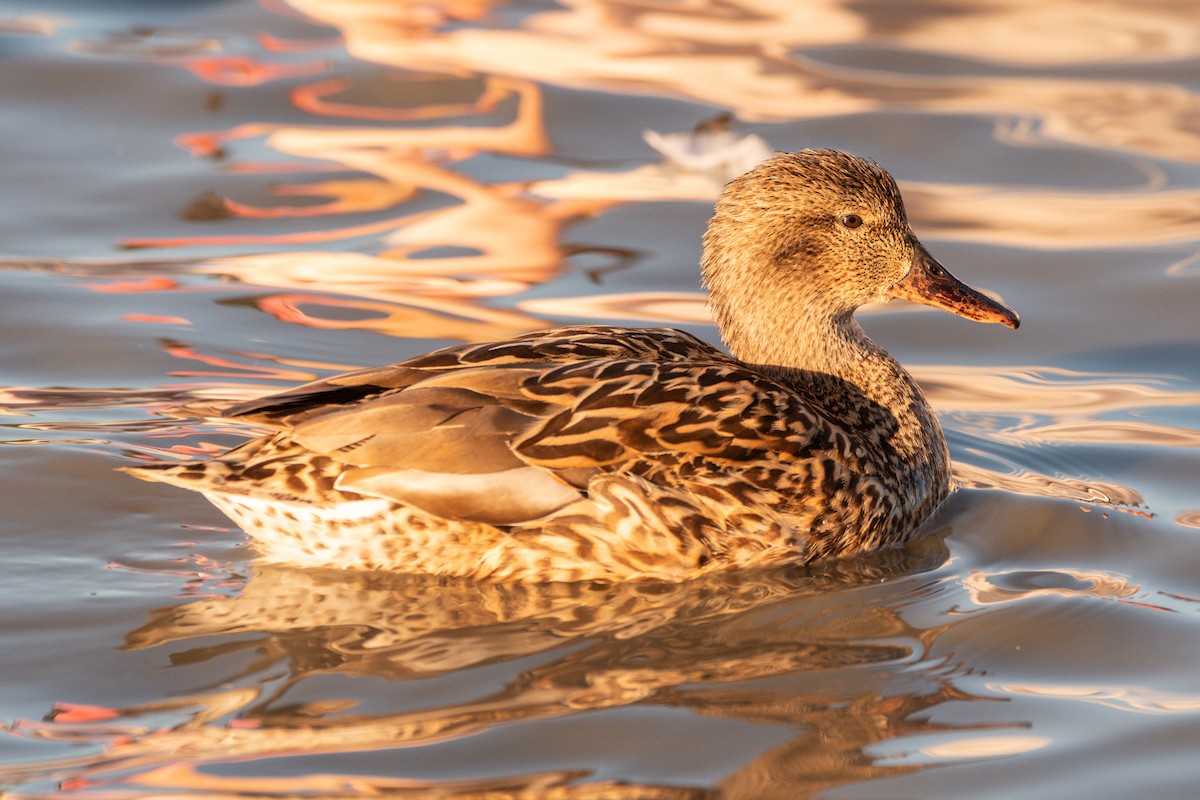 Gadwall - Jorge Crespo Pérez