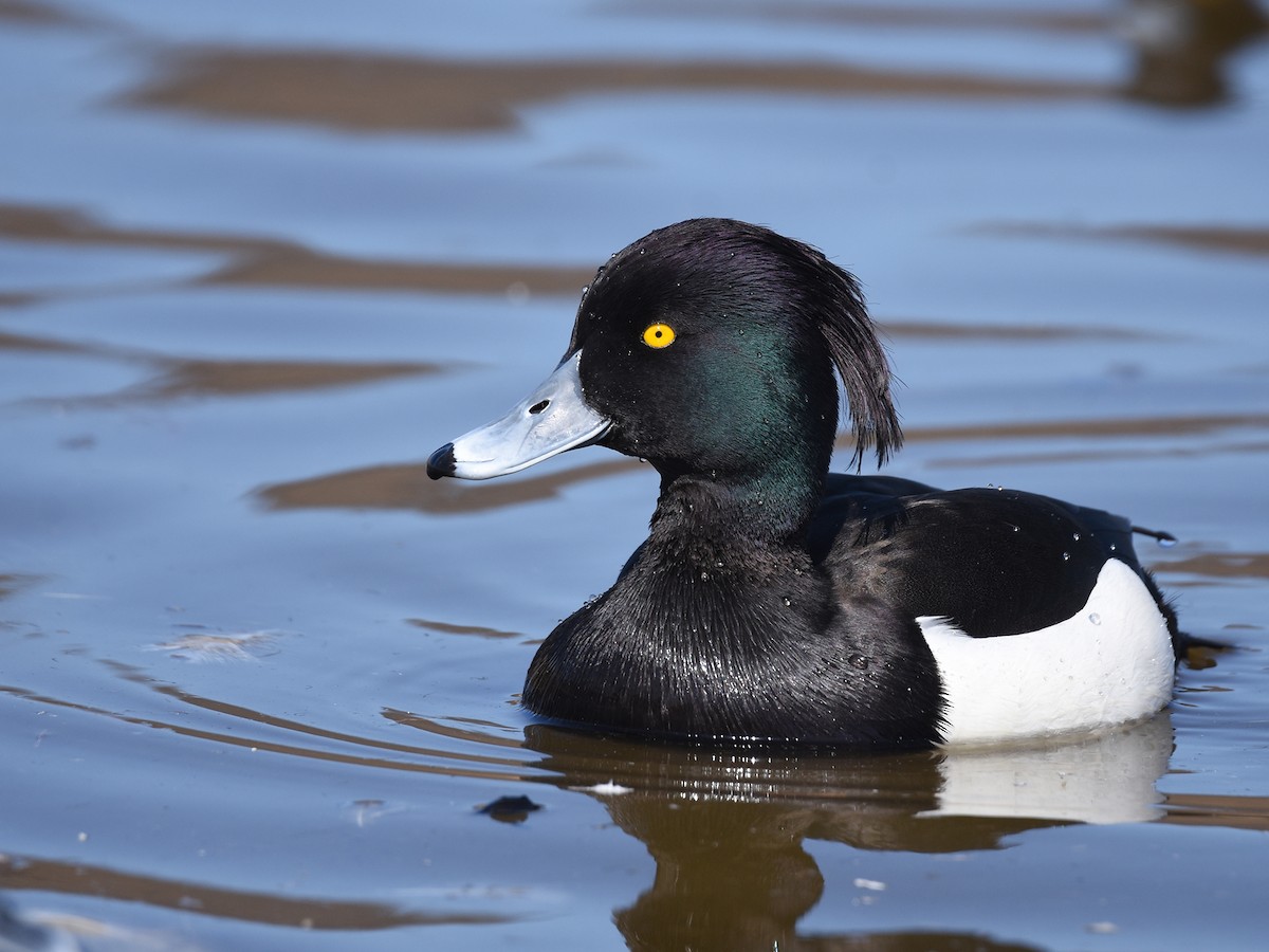 Tufted Duck - ML614978044