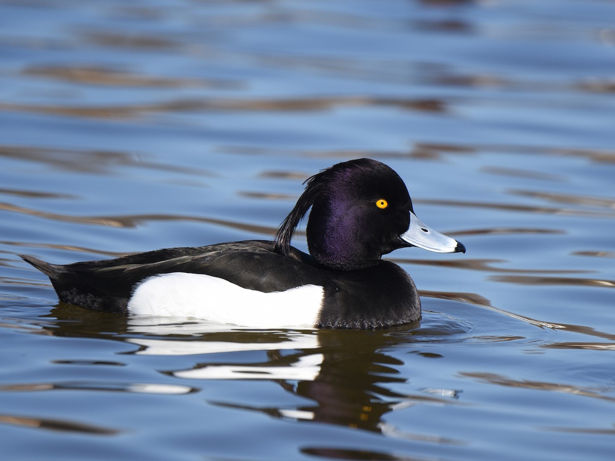 Tufted Duck - ML614978045
