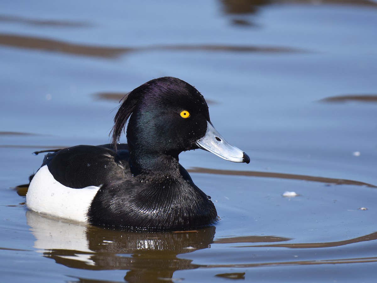 Tufted Duck - ML614978046