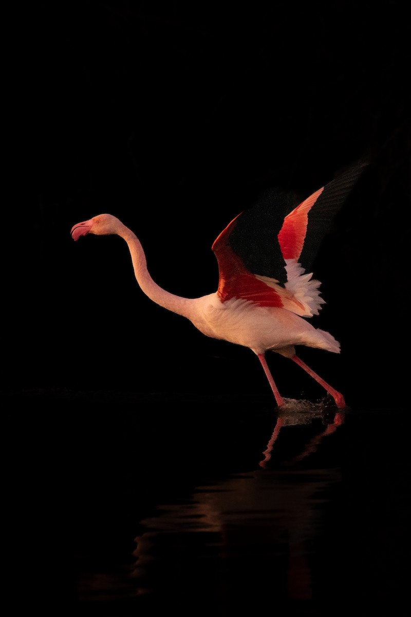 Greater Flamingo - Jorge Crespo Pérez
