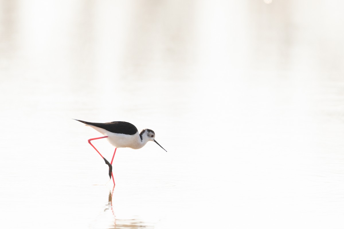 Black-winged Stilt - Jorge Crespo Pérez