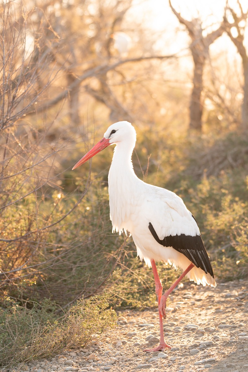 White Stork - Jorge Crespo Pérez