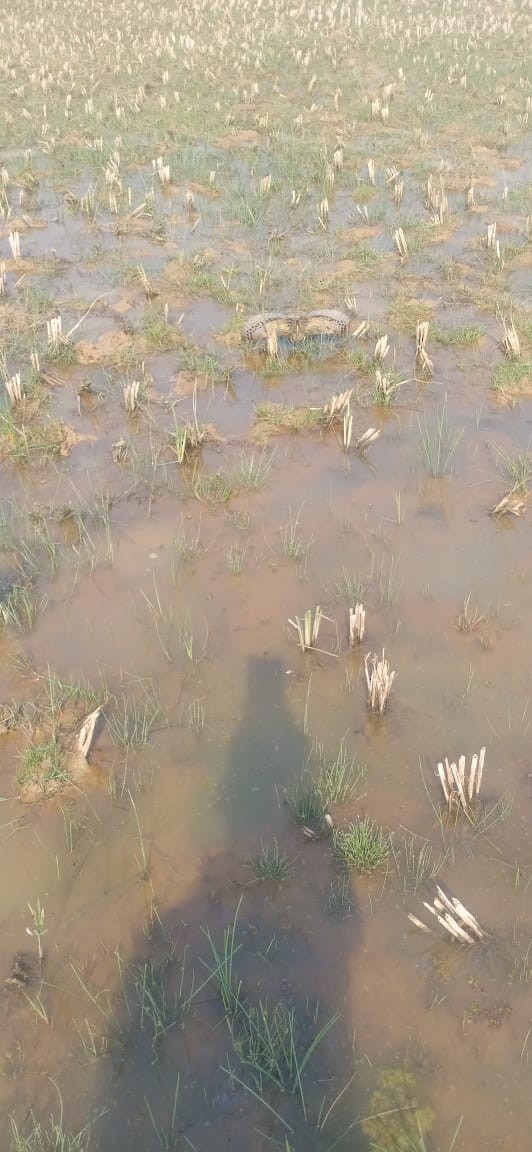 Greater Painted-Snipe - ML614978070