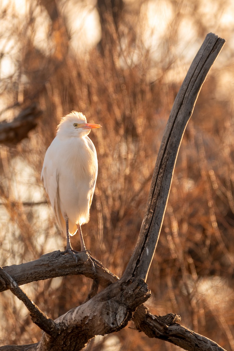 Western Cattle Egret - Jorge Crespo Pérez