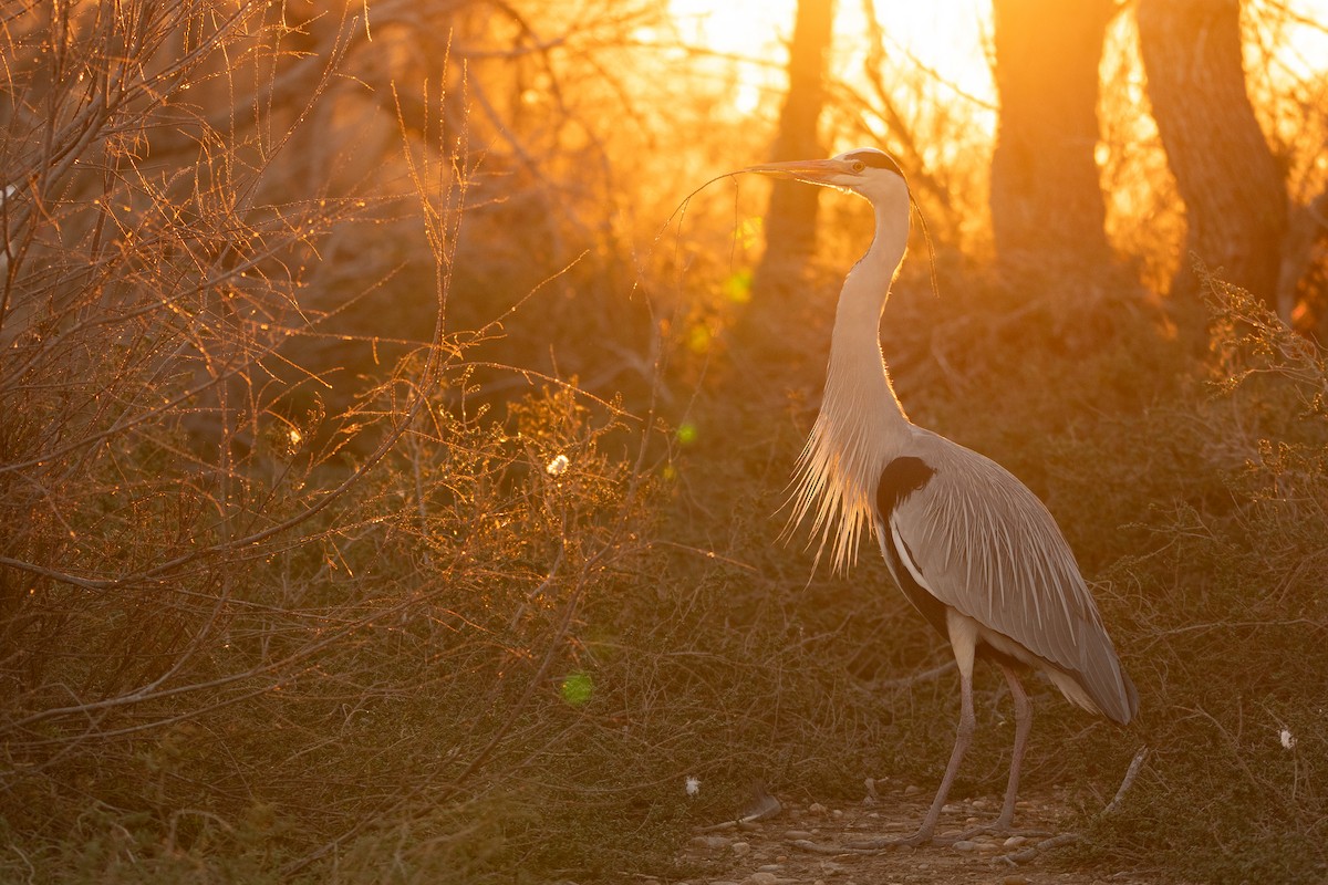 Gray Heron - Jorge Crespo Pérez