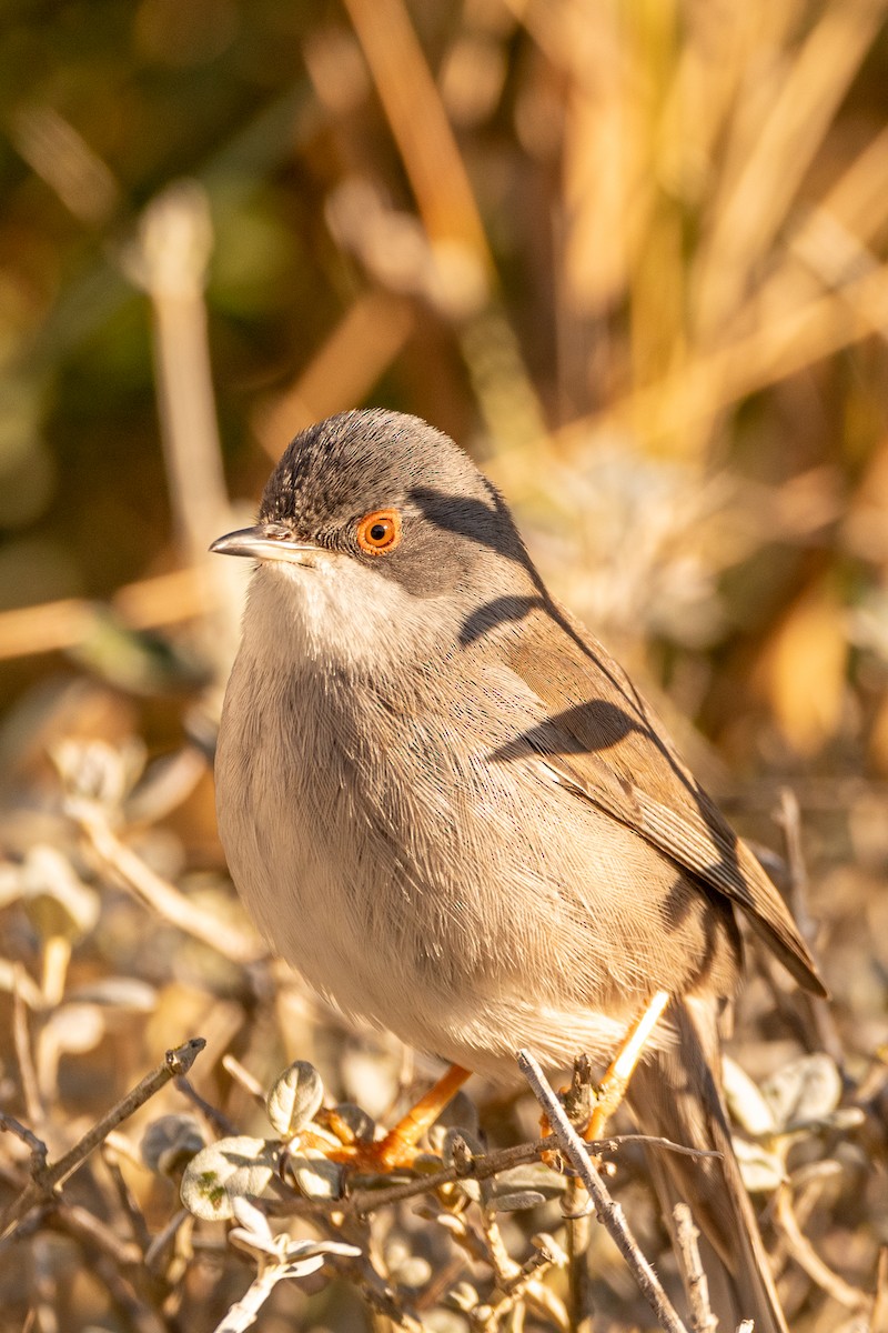 Sardinian Warbler - Jorge Crespo Pérez