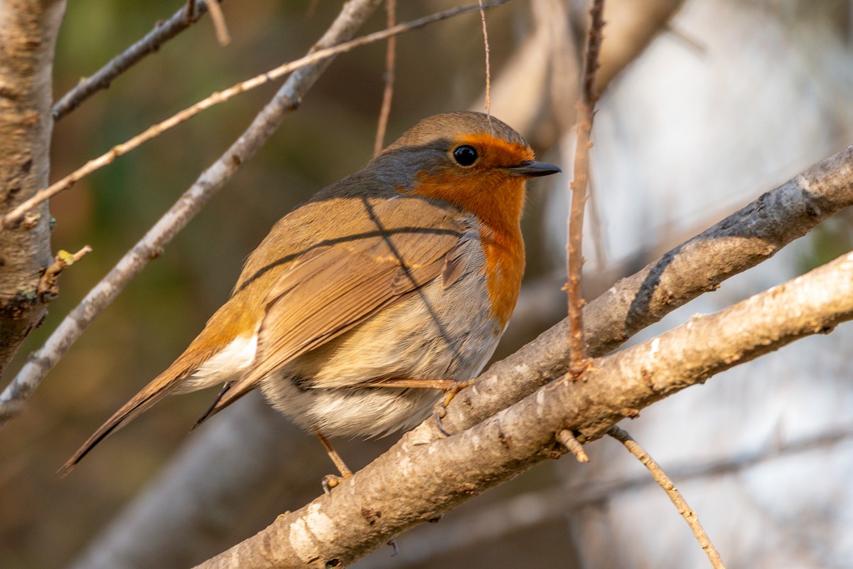 European Robin - Jorge Crespo Pérez